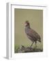 Grey-Breasted Spurfowl-James Hager-Framed Photographic Print