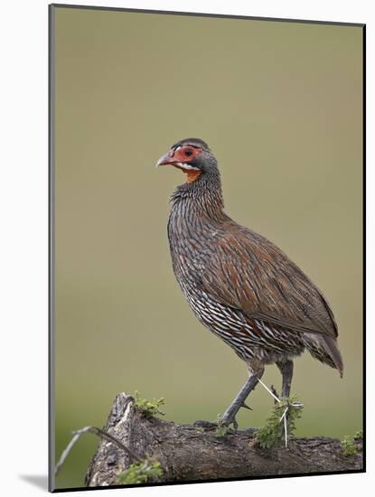 Grey-Breasted Spurfowl-James Hager-Mounted Photographic Print