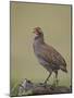 Grey-Breasted Spurfowl-James Hager-Mounted Photographic Print