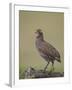 Grey-Breasted Spurfowl-James Hager-Framed Photographic Print