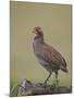 Grey-Breasted Spurfowl-James Hager-Mounted Photographic Print