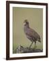 Grey-Breasted Spurfowl-James Hager-Framed Photographic Print