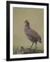 Grey-Breasted Spurfowl-James Hager-Framed Photographic Print