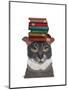 Grey Cat with Books on Head-Fab Funky-Mounted Art Print