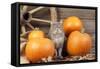 Grey Cat with Pumpkins-null-Framed Stretched Canvas