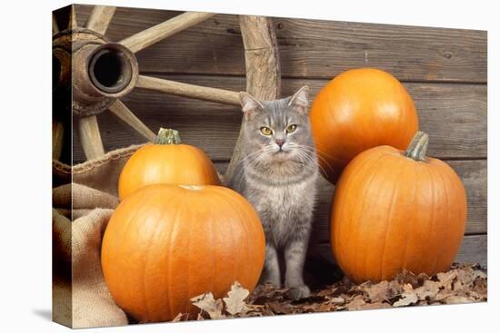 Grey Cat with Pumpkins-null-Stretched Canvas