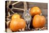 Grey Cat with Pumpkins-null-Stretched Canvas