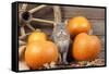 Grey Cat with Pumpkins-null-Framed Stretched Canvas