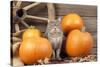 Grey Cat with Pumpkins-null-Stretched Canvas