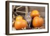 Grey Cat with Pumpkins-null-Framed Photographic Print