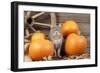Grey Cat with Pumpkins-null-Framed Photographic Print