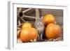 Grey Cat with Pumpkins-null-Framed Photographic Print