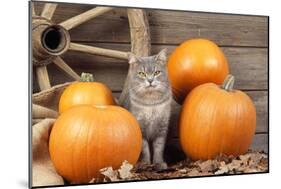 Grey Cat with Pumpkins-null-Mounted Photographic Print