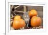 Grey Cat with Pumpkins-null-Framed Photographic Print