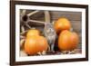 Grey Cat with Pumpkins-null-Framed Photographic Print