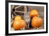 Grey Cat with Pumpkins-null-Framed Photographic Print