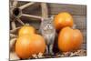 Grey Cat with Pumpkins-null-Mounted Photographic Print