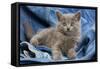 Grey Chartreux Kitten on Jean Material-null-Framed Stretched Canvas