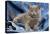 Grey Chartreux Kitten on Jean Material-null-Stretched Canvas