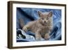 Grey Chartreux Kitten on Jean Material-null-Framed Photographic Print