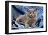 Grey Chartreux Kitten on Jean Material-null-Framed Photographic Print