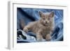 Grey Chartreux Kitten on Jean Material-null-Framed Photographic Print