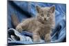 Grey Chartreux Kitten on Jean Material-null-Mounted Photographic Print