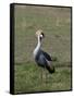 Grey-Crowned Crane (Balearica Regulorum), Masai Mara, Kenya, East Africa, Africa-Sergio Pitamitz-Framed Stretched Canvas