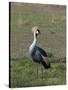 Grey-Crowned Crane (Balearica Regulorum), Masai Mara, Kenya, East Africa, Africa-Sergio Pitamitz-Stretched Canvas