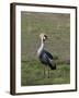 Grey-Crowned Crane (Balearica Regulorum), Masai Mara, Kenya, East Africa, Africa-Sergio Pitamitz-Framed Photographic Print