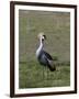 Grey-Crowned Crane (Balearica Regulorum), Masai Mara, Kenya, East Africa, Africa-Sergio Pitamitz-Framed Photographic Print