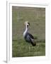 Grey-Crowned Crane (Balearica Regulorum), Masai Mara, Kenya, East Africa, Africa-Sergio Pitamitz-Framed Photographic Print