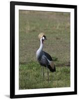 Grey-Crowned Crane (Balearica Regulorum), Masai Mara, Kenya, East Africa, Africa-Sergio Pitamitz-Framed Photographic Print