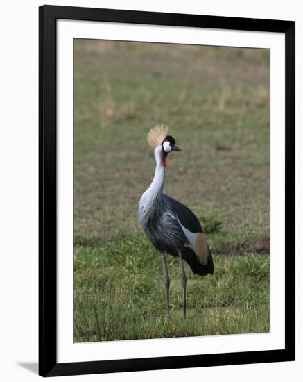 Grey-Crowned Crane (Balearica Regulorum), Masai Mara, Kenya, East Africa, Africa-Sergio Pitamitz-Framed Photographic Print
