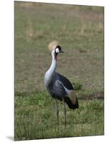 Grey-Crowned Crane (Balearica Regulorum), Masai Mara, Kenya, East Africa, Africa-Sergio Pitamitz-Mounted Photographic Print