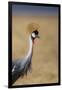 Grey crowned crane (Balearica regulorum), Ngorongoro National Park, Tanzania, East Africa, Africa-Ashley Morgan-Framed Photographic Print