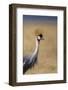 Grey crowned crane (Balearica regulorum), Ngorongoro National Park, Tanzania, East Africa, Africa-Ashley Morgan-Framed Photographic Print