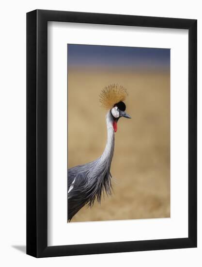 Grey crowned crane (Balearica regulorum), Ngorongoro National Park, Tanzania, East Africa, Africa-Ashley Morgan-Framed Photographic Print
