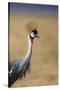 Grey crowned crane (Balearica regulorum), Ngorongoro National Park, Tanzania, East Africa, Africa-Ashley Morgan-Stretched Canvas