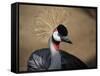 Grey Crowned Crane (Balearica Regulorum)-dirkr-Framed Stretched Canvas