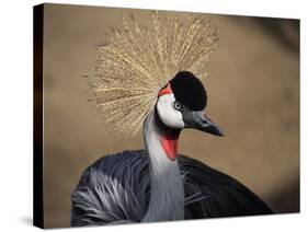 Grey Crowned Crane (Balearica Regulorum)-dirkr-Stretched Canvas