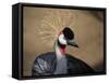 Grey Crowned Crane (Balearica Regulorum)-dirkr-Framed Stretched Canvas