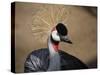 Grey Crowned Crane (Balearica Regulorum)-dirkr-Stretched Canvas