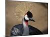 Grey Crowned Crane (Balearica Regulorum)-dirkr-Mounted Photographic Print