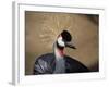 Grey Crowned Crane (Balearica Regulorum)-dirkr-Framed Photographic Print