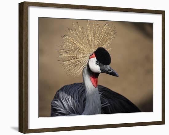 Grey Crowned Crane (Balearica Regulorum)-dirkr-Framed Photographic Print