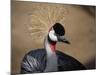 Grey Crowned Crane (Balearica Regulorum)-dirkr-Mounted Photographic Print