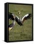 Grey Crowned Crane Dancing Next to Its Mate with Its Feet off the Ground and Wings Spread-James Hager-Framed Stretched Canvas
