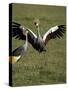 Grey Crowned Crane Dancing Next to Its Mate with Its Feet off the Ground and Wings Spread-James Hager-Stretched Canvas