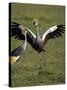 Grey Crowned Crane Dancing Next to Its Mate with Its Feet off the Ground and Wings Spread-James Hager-Stretched Canvas